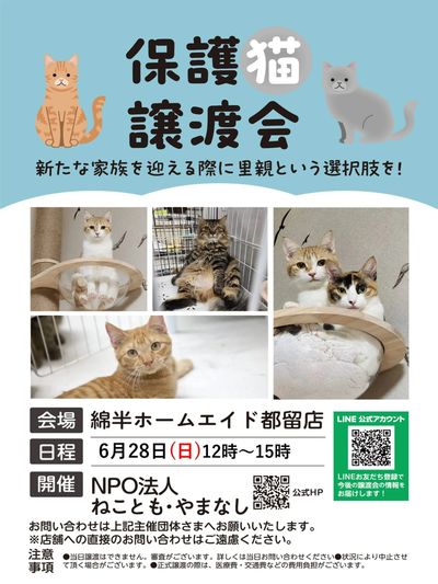 今月は28日に開催!!保護猫譲渡会!!