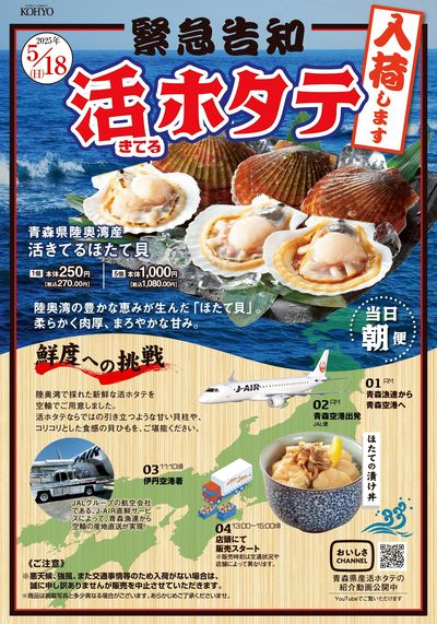 5/18号 活ホタテ入荷します
