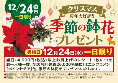 毎年大好評!12/24(水)は「クリスマス季節の鉢花プレゼント」を実施します!