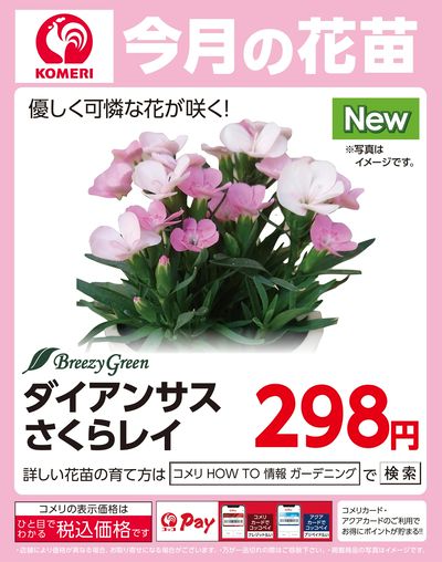 今月の花苗 ~ダイアンサス さくらレイ~