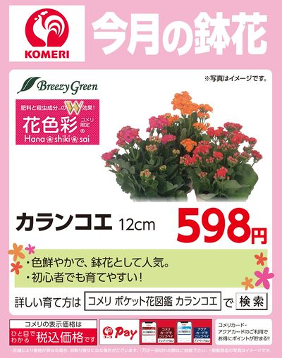 今月の鉢花 ~カランコエ~