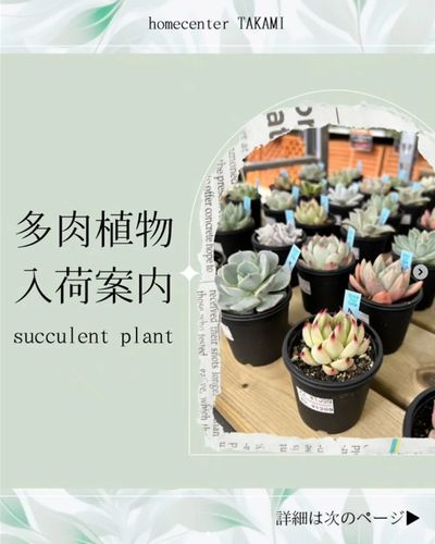 多肉植物入荷案内