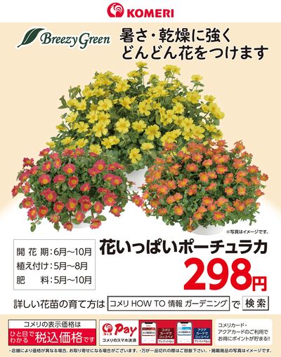 花いっぱいポーチュラカ