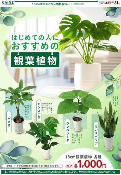 観葉植物 7/23号○