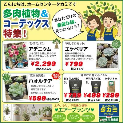 多肉植物&コーデックス特集