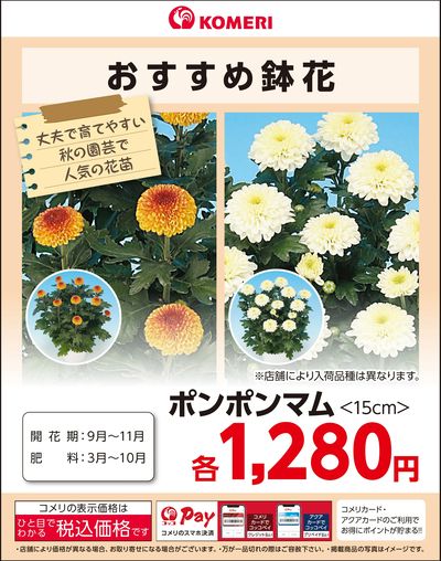 〈おすすめ鉢花〉ポンポンマム