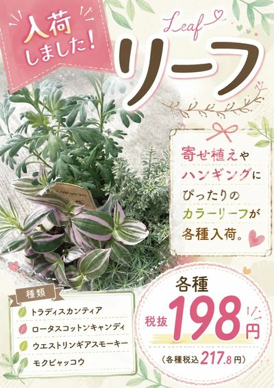 ムサシ須坂店おススメ情報!