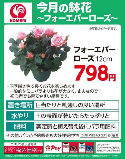 今月の鉢花 ~フォーエバーローズ~