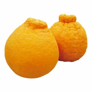 熊本産 しらぬい柑 1パック3玉