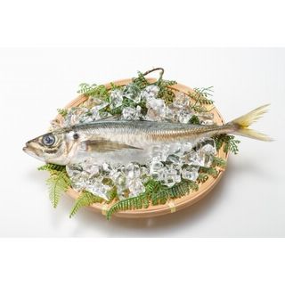 真あじ