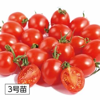 ミニトマト 3号苗