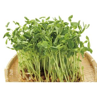 豆苗