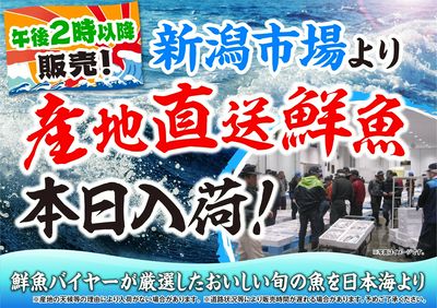 本日午後2時以降「新潟市場 産地直送鮮魚」販売いたします!鮮度抜群の美味しさをぜひご賞味ください。