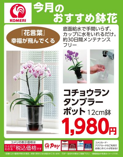 今月のおすすめ鉢花