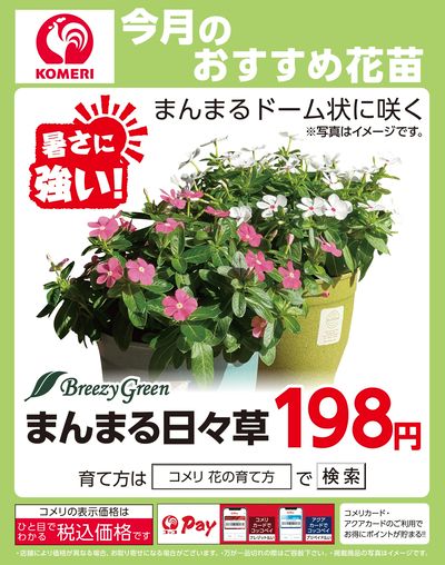 今月のおすすめ花苗