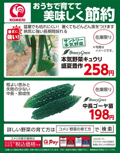 きゅうり・ゴーヤ おうちで育てて美味しく節約