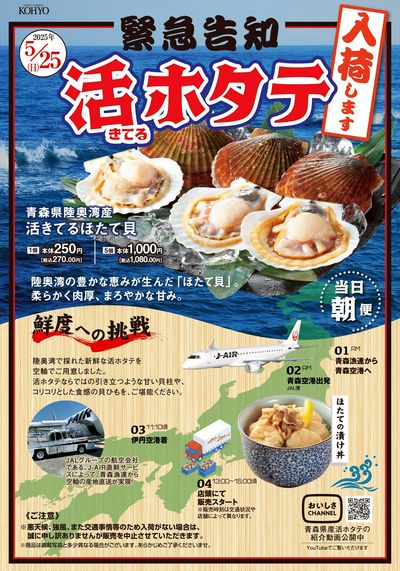 5/25号 活ホタテ入荷します