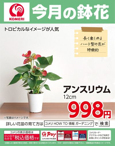 今月の鉢花