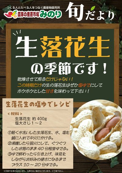 みのり_生落花生が入荷しました!
