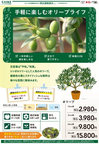 手軽に楽しむオリーブライフ