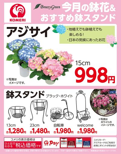 今月の鉢花&おすすめ鉢スタンド