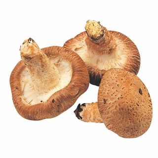 <岩手県産>生しいたけ(菌床栽培)