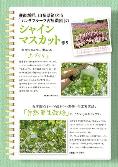 産直新鮮。 シャインマスカットご予約承り中:ウラ