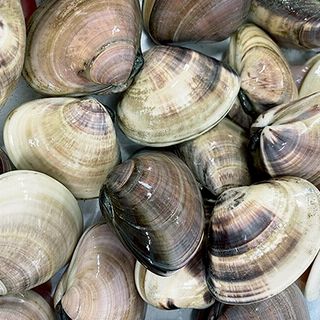 国産はまぐり