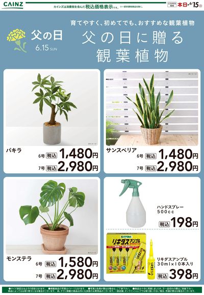 父の日に贈る観葉植物