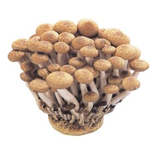 福岡産 ぶなしめじ 1袋