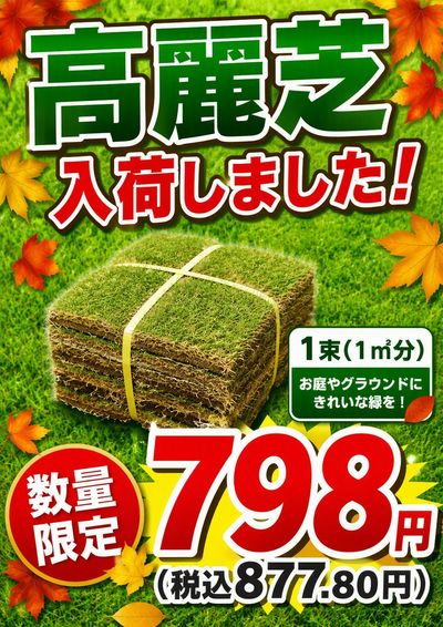 ムサシ須坂店 高麗芝入荷しました!!