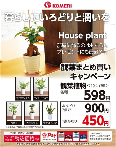 観葉まとめ買いキャンペーン