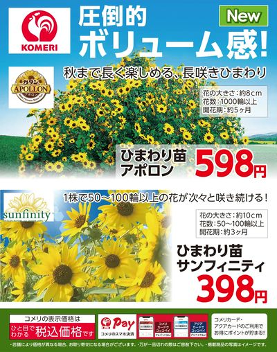 ひまわり苗 ~圧倒的ボリューム感!~