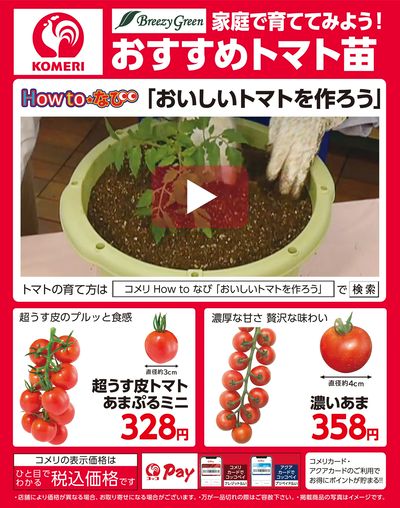 おすすめトマト苗