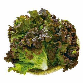 九州産 サニーレタス 1袋