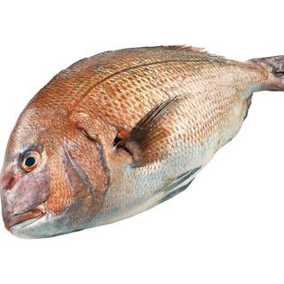 <愛媛県産>養殖真鯛刺身用