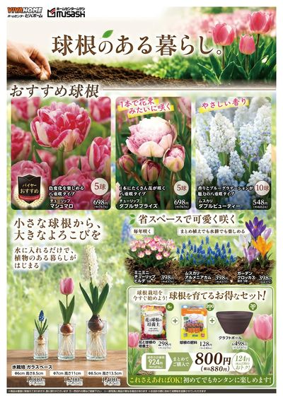 秋植え球根