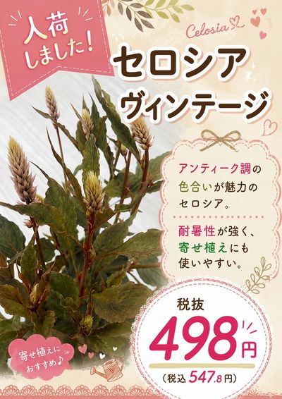 ムサシ須坂店おススメ情報!