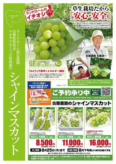 古屋農園のシャインマスカット