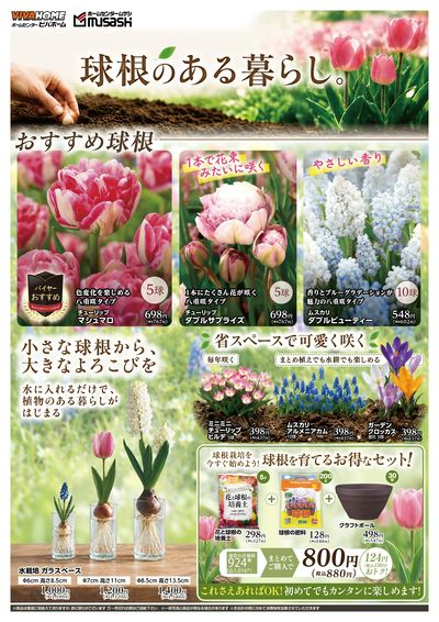 秋植え球根