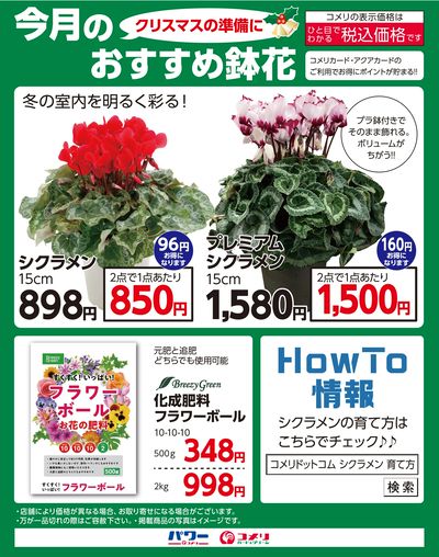 〈クリスマスの準備に〉今月のおすすめ鉢花