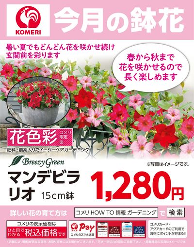 今月の鉢花