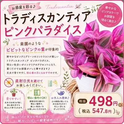 ムサシ須坂店おススメ情報!