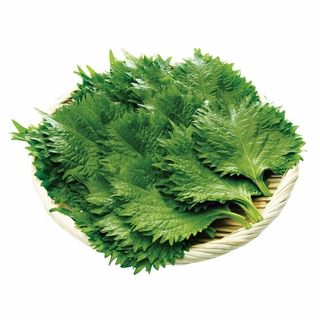 愛知産 大葉 1パック・30枚入