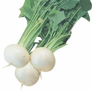 春こかぶ