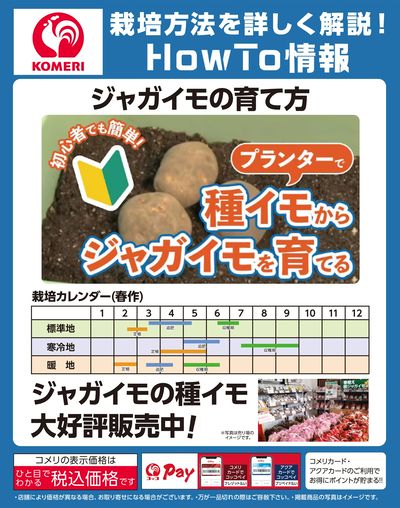 栽培方法を詳しく解説! ジャガイモの育て方