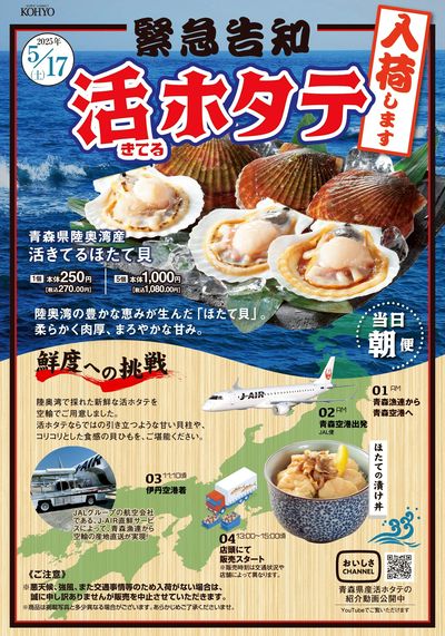 5/17号 活ホタテ入荷します