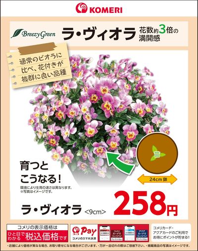 ラ・ヴィオラ ~花数約3倍の満開感~