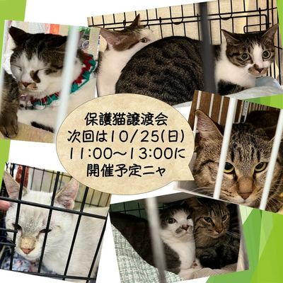 保護猫譲渡会 開催のお知らせ