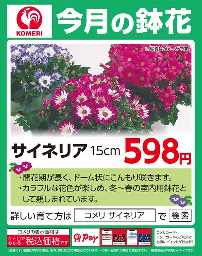 今月の鉢花 ~サイネリア~